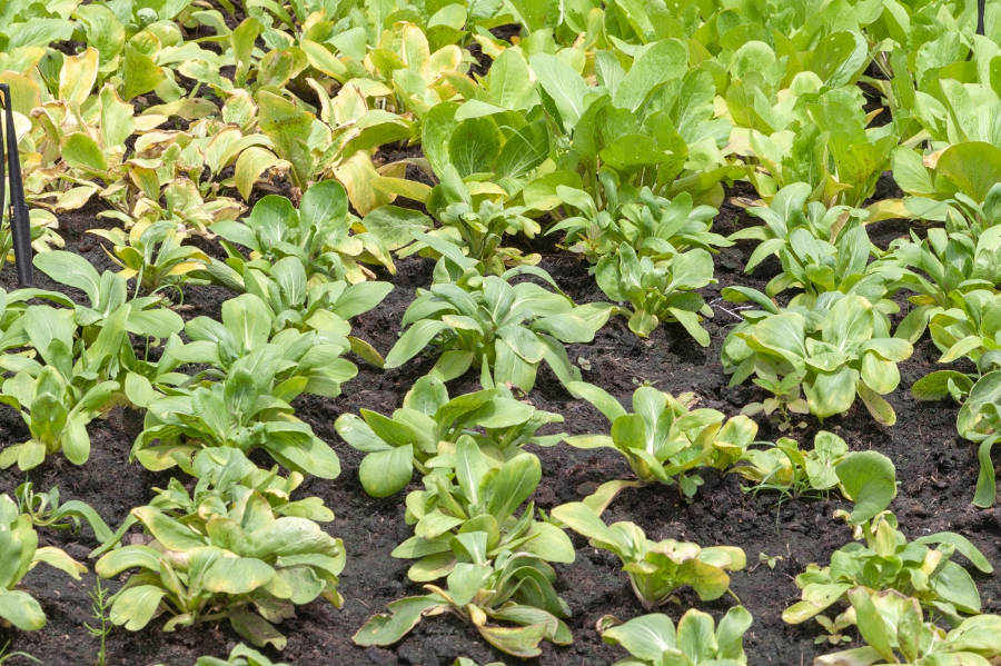 yellowing leaves